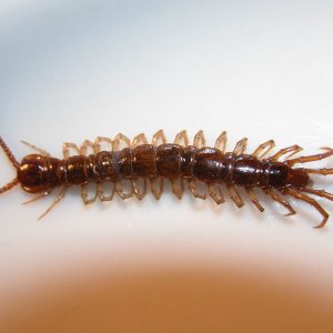 Can You Answer All 20 of These Super Easy Trivia Questions Correctly? Centipede
