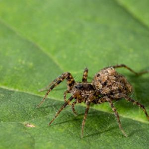 ✏️ Here Are 15 Third Grade Questions — Can You Ace Them? Quiz Spider