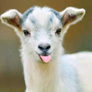 Can You Fill in the Blanks for These Common and Maybe Not-So-Common Sayings? Goats