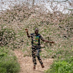 It Will Take a Lot of Brain Power to Score 11/15 on This Random Trivia Test Locusts