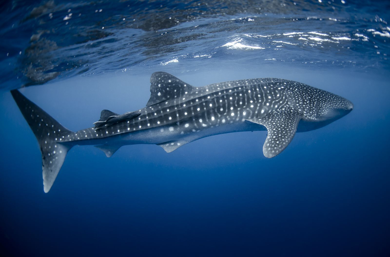 Second Largest Animals Quiz Whale shark