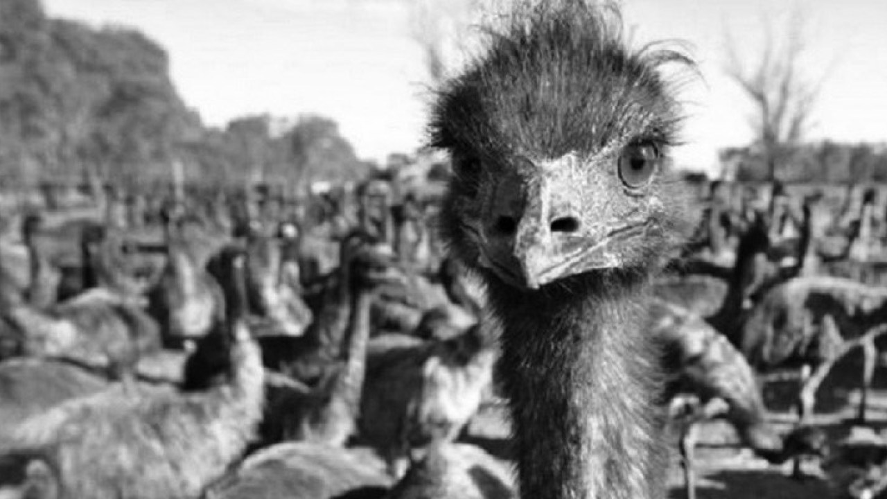 You’ll Pass This Trivia Quiz Only If You Know 10% Of Everything Emu