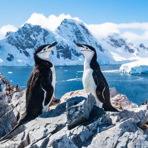 Summer Trivia Quiz: Can You Handle The Heat? 😎🔥 The Antarctic