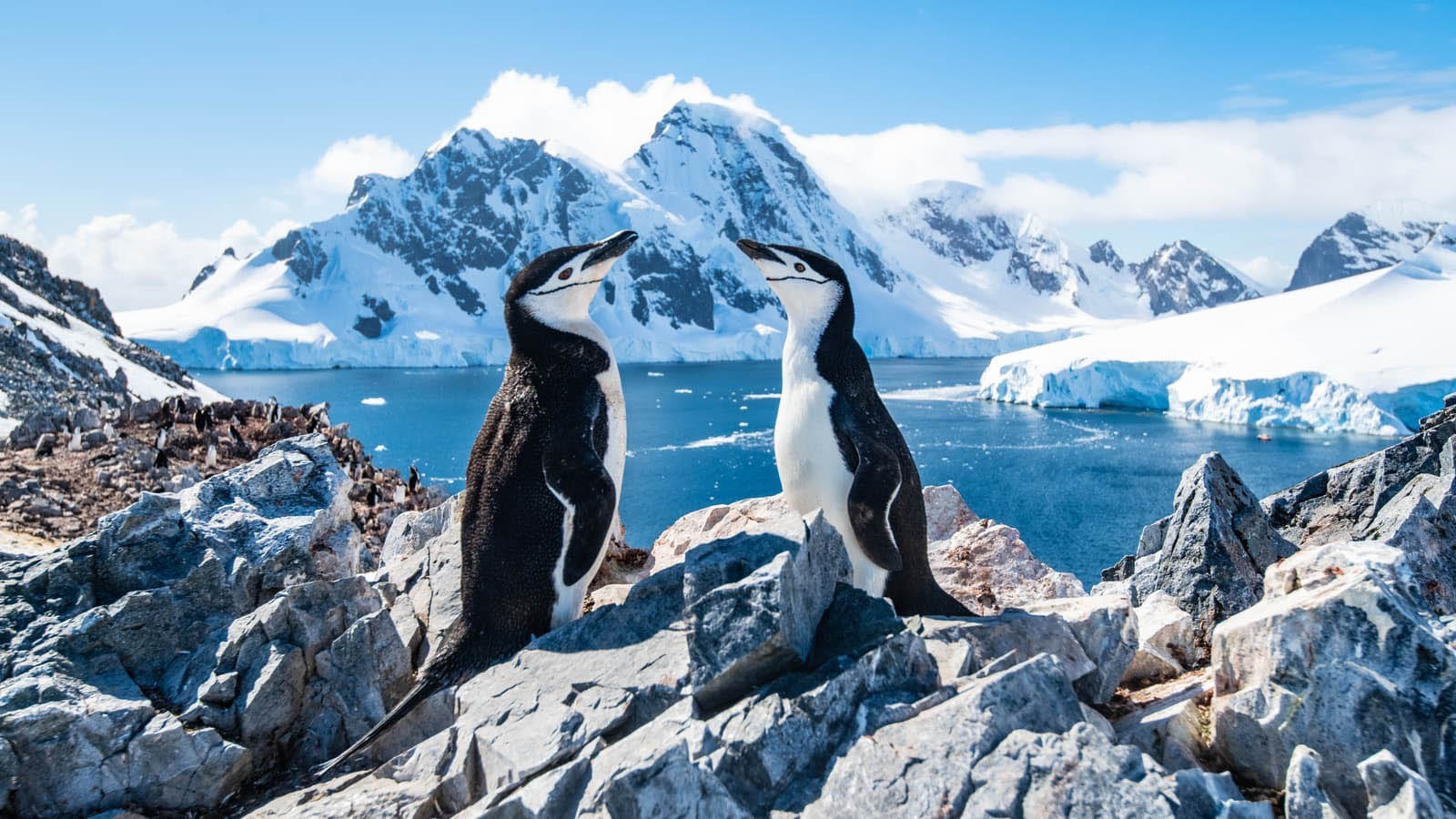 It’s That Easy — Score Big on This 30-Question ‘Round the World Quiz to Win Antarctica Chinstrap penguins