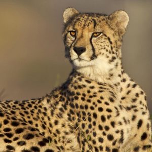 Alphabet Animals Pet Quiz Cheetah