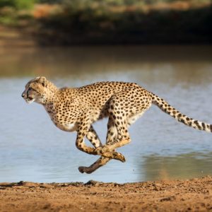 Passing This Animal Kingdom Quiz Is the Only Proof You Need to Show You’re the Smart Friend Cheetah