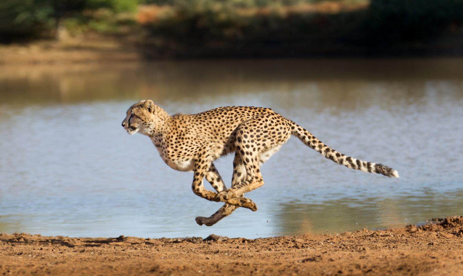 If You Can Score 15/20 on This Quiz, You’re Definitely an 🐾 Animal Expert Cheetah