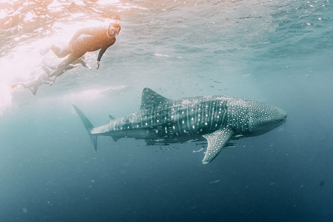 You’ll Pass This Trivia Quiz Only If You Know 10% Of Everything Whale Shark