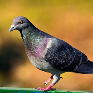 Only Straight-A Students Can Get at Least 12/15 on This General Knowledge Quiz Passenger pigeon