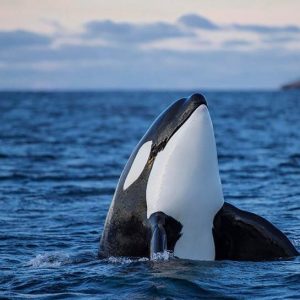 Can You Pass This “Jeopardy!” Trivia Quiz About Animals? What is an orca?