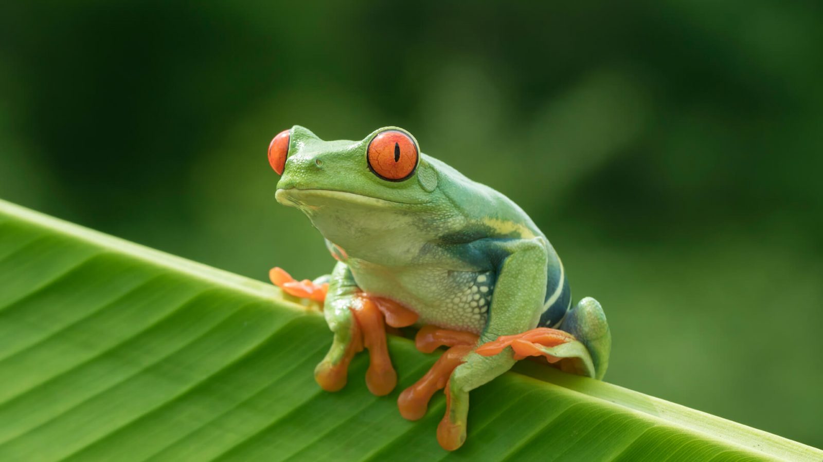 Only a Person That Is Authentically Smart Can Pass This General Knowledge Quiz Amphibian frog