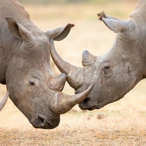 Can You Actually Score Over 15 on This 20-Question English Test? Rhinoceros