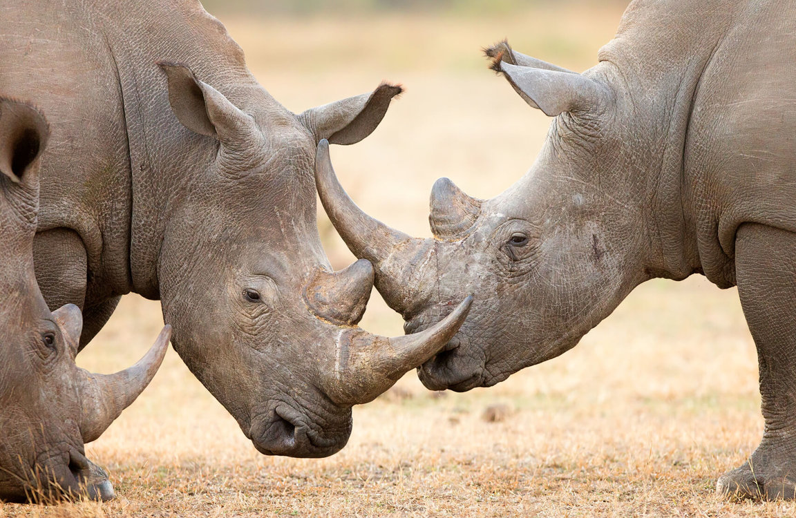 Can You Actually Score Over 15 on This 20-Question English Test? Rhinoceroses