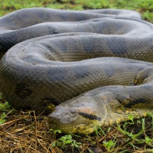 This Random Knowledge Quiz May Be Difficult, But You Should Try to Pass It Anyway Anaconda