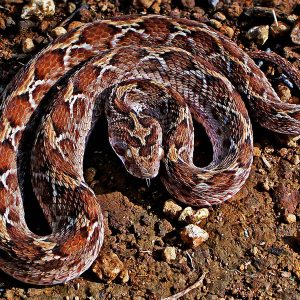 This Random Knowledge Quiz May Be Difficult, But You Should Try to Pass It Anyway Saw-scaled viper
