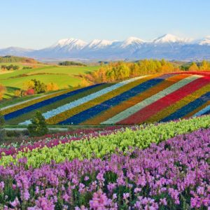 This Random Knowledge Quiz May Be Difficult, But You Should Try to Pass It Anyway Hokkaido