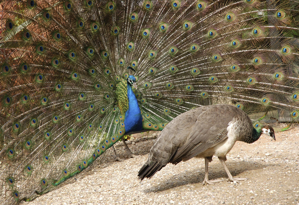 This Strange Animal Facts Quiz Gets Harder With Each Question — Can You Get 10/15? Peacock And Peahen