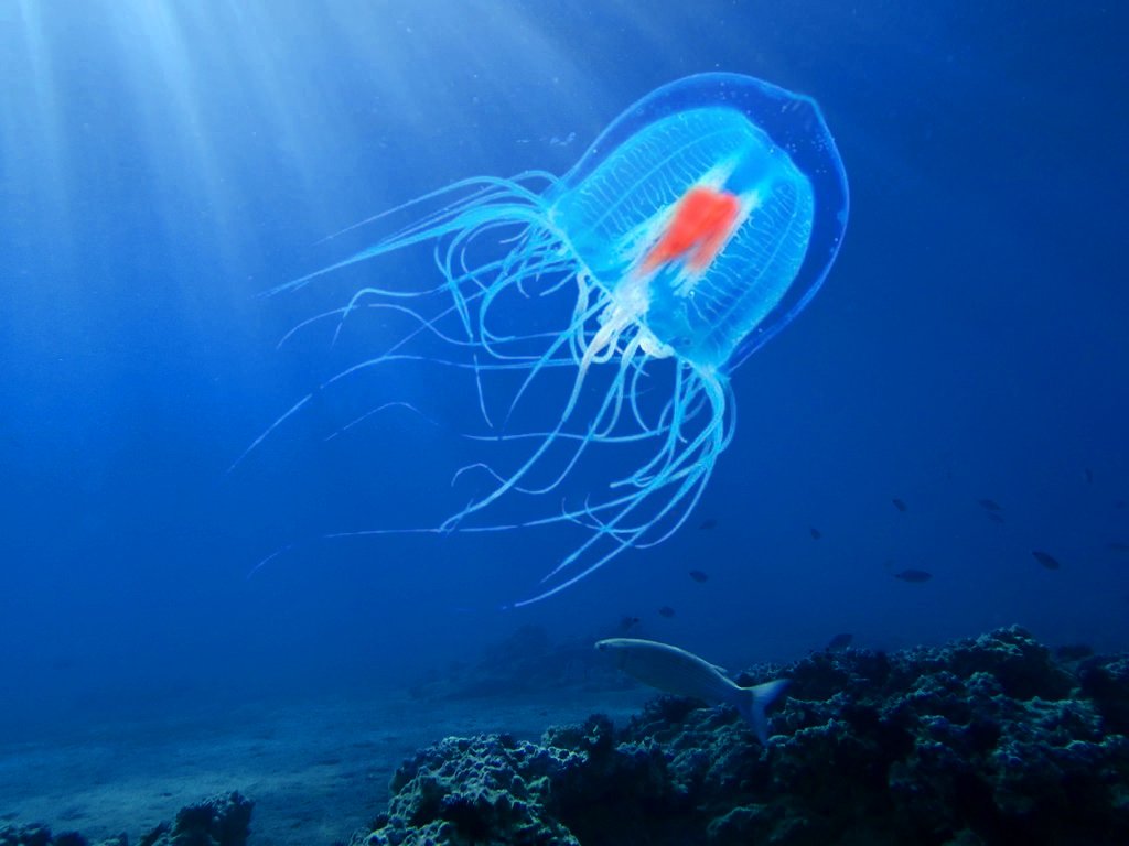 This Quiz Is Almost Too Easy for People Who Have Lot of Knowledge Jellyfish