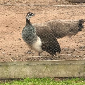 This Quiz Is Almost Too Easy for People Who Have a Lot of Knowledge Peacock