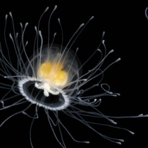 Only an Animal Expert Will Know the Names of These Bizarre Species Crystal jellyfish