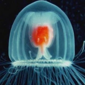 Only an Animal Expert Will Know the Names of These Bizarre Species Jelly god fish