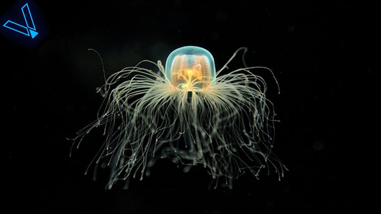 Only an Animal Expert Will Know the Names of These Bizarre Species Immortal Jellyfish