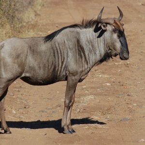 Only Really Smart People Can Pass This General Knowledge Quiz Wildebeest