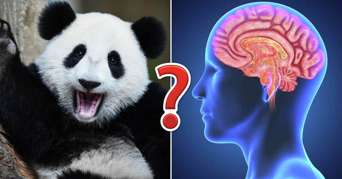 Only Person That Is Authentically Smart Can Pass This General Knowledge Quiz