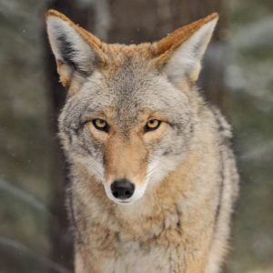 Alphabet Animals Pet Quiz Coyote