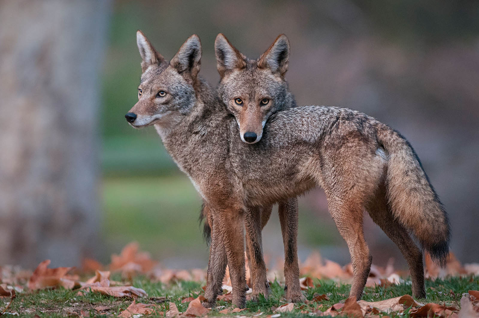 Passing This General Knowledge Quiz Means You Know a Lot About Everything Coyotes