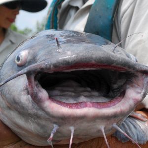 How Many of These Difficult “Jeopardy” Questions Can You Answer Correctly? What is Catfish?