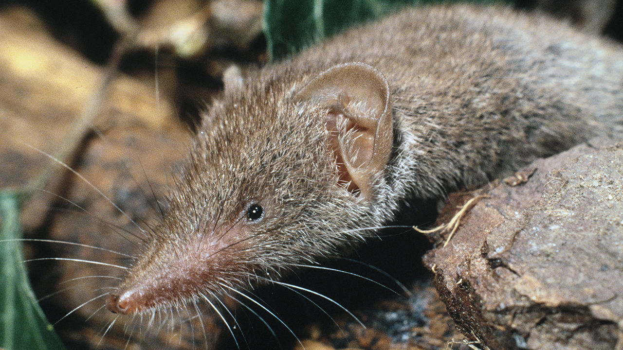 Bicolored White Toothed Shrew