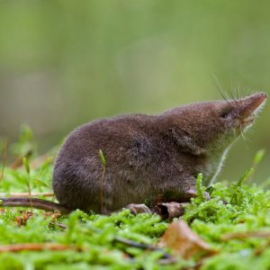 This Impossible Quiz Will Make Your Mind Sharper Anteater