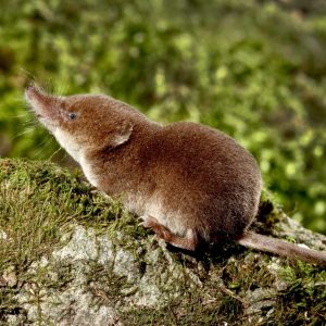 This Impossible Quiz Will Make Your Mind Sharper Groundhog