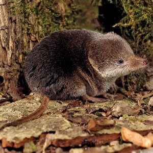 This Impossible Quiz Will Make Your Mind Sharper Mole