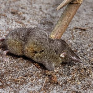 This Impossible Quiz Will Make Your Mind Sharper Shrew