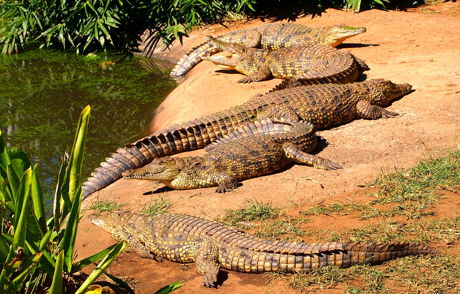 This Impossible Quiz Will Make Your Mind Sharper Crocodiles