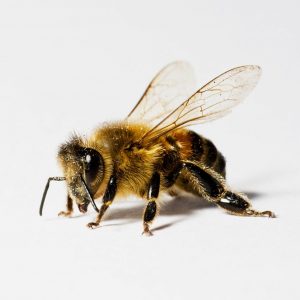 These Strange Questions Were Asked On Jeopardy! — Can Y… Quiz What is a bee?
