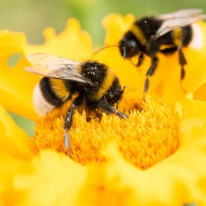 Foods Named After Animals Quiz Bees