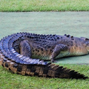 Most People Can’t Get 12/15 on This General Knowledge Quiz — Can You? Saltwater crocodile