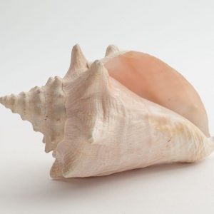 If You Can Answer 12 Of Questions Correctly, You Have A… Quiz A conch