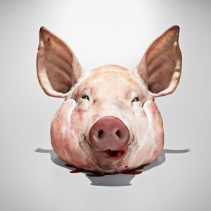 If You Can Answer 12 Of Questions Correctly, You Have A… Quiz A pig\'s head