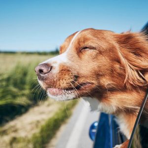 Are You A Black Cat Or A Golden Retriever? Quiz Road trip