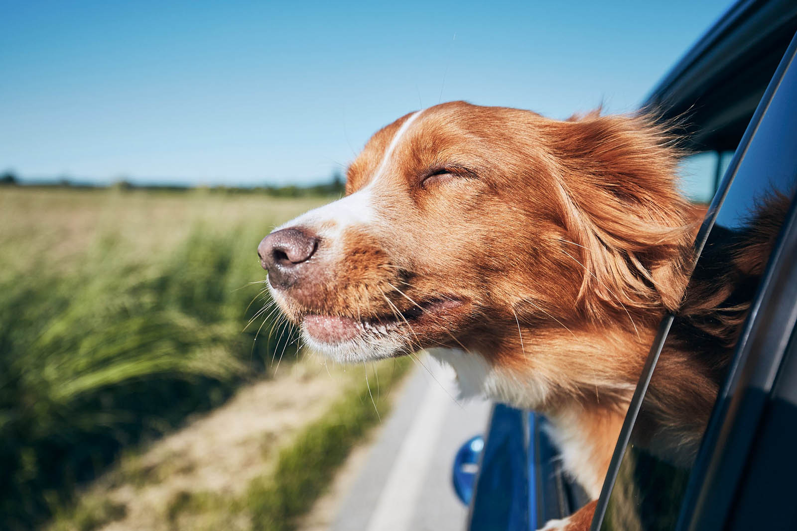 If You Score 14/20 on This Random Knowledge Quiz, 🧠 Your Brain May Be Too Big Pet Dog Head Out Of Car Window