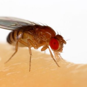If You Can Answer 12 Of Questions Correctly, You're Sma… Quiz Fruit flies