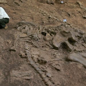 These 24 Questions Will Reveal Exactly How Much Random Knowledge You Have Fossil footprints, tracks and burrows