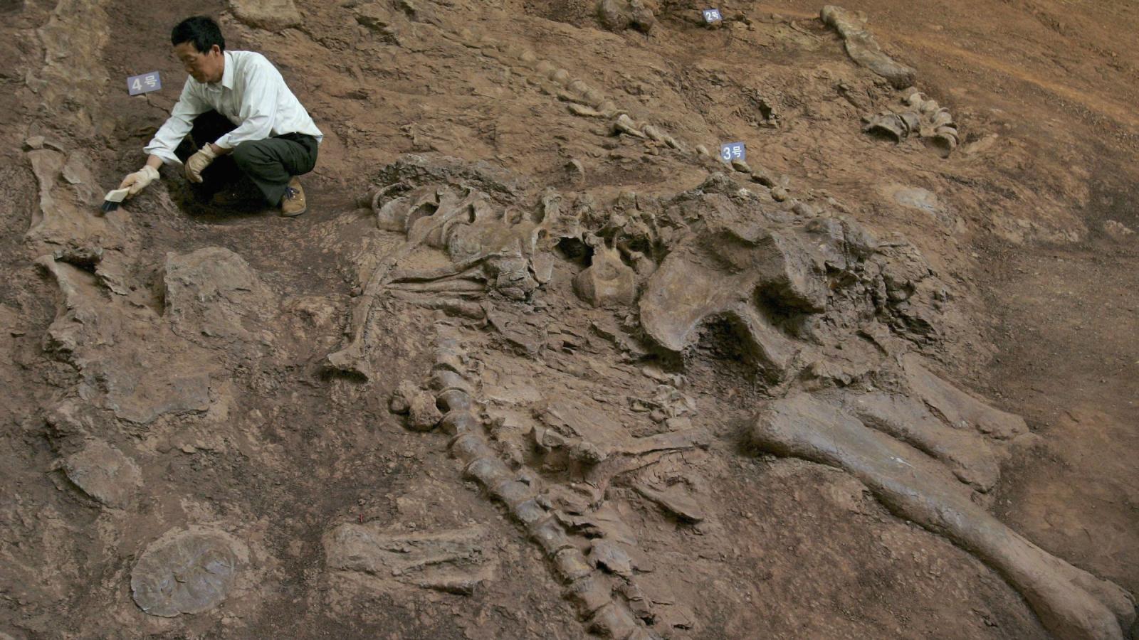 Only Someone With a High IQ Can Score 10/15 on This Quiz Fossils