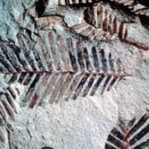 Only Someone With a High IQ Can Score 10/15 on This Quiz Anthropology