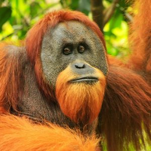Can You Pass This “Jeopardy!” Trivia Quiz About Animals? What is an orangutan?