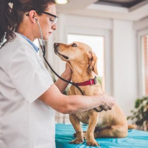 I Bet You Can’t Spend a Day as a 🐕 Dog Walker Without Getting Fired Go to an emergency animal hospital immediately